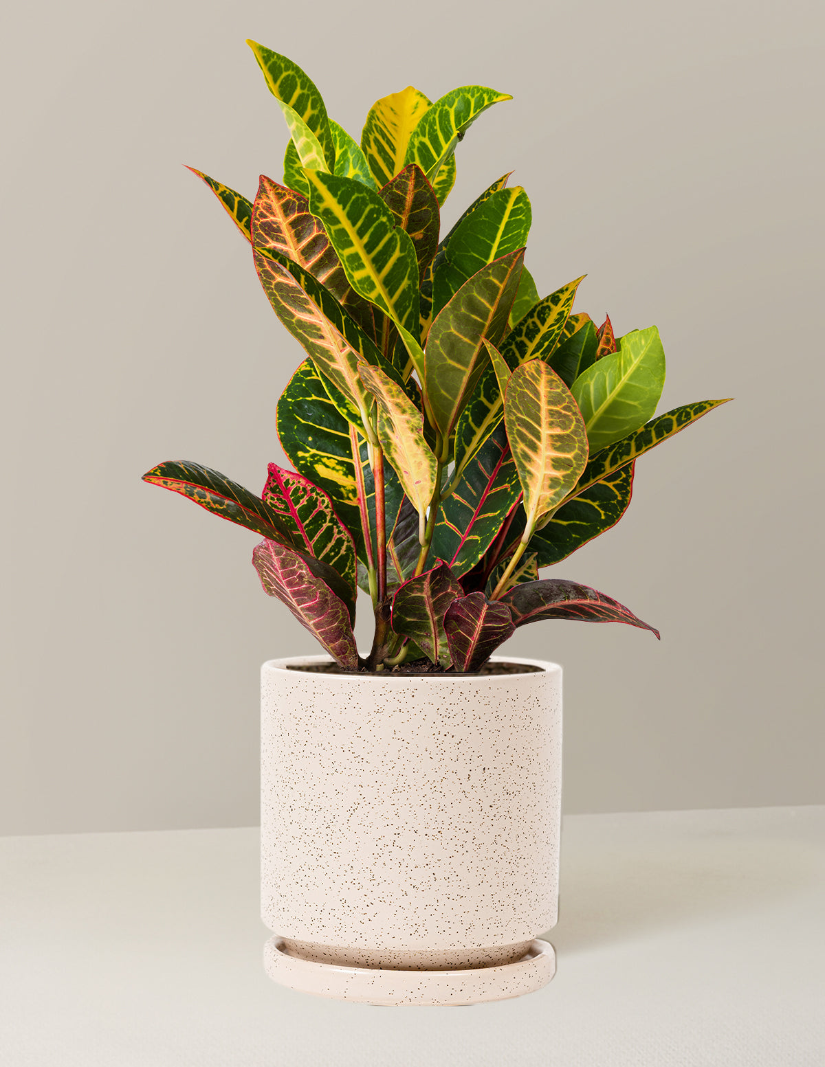 Croton Petra