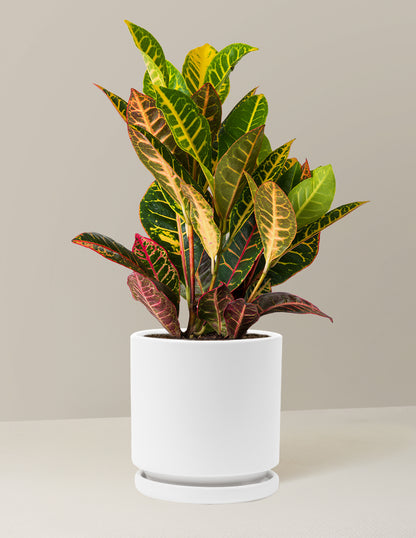 Croton Petra