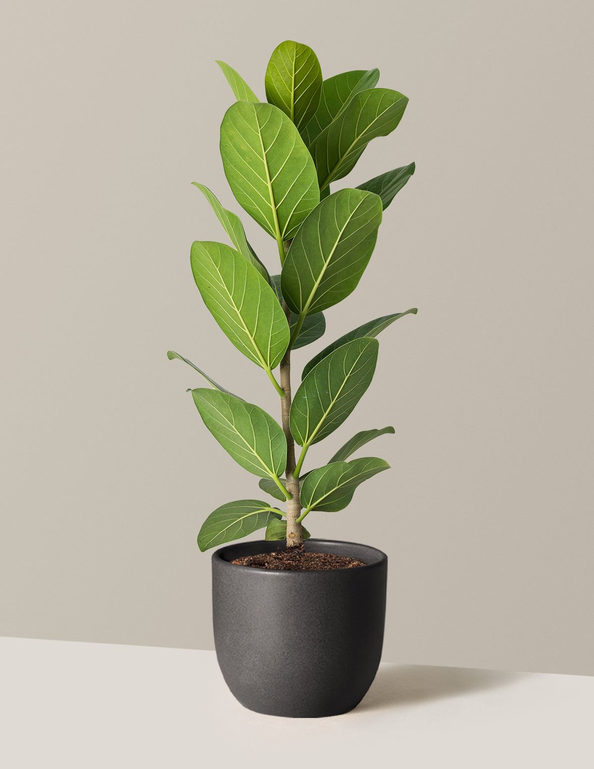 Ficus Audrey Tree