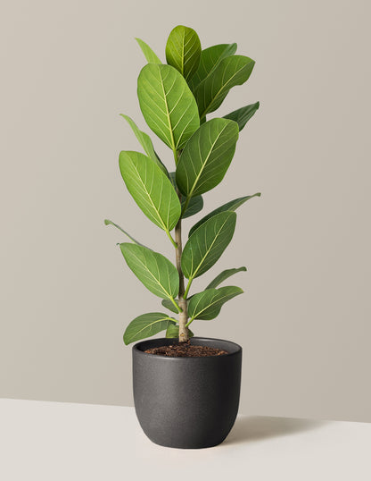 Ficus Audrey Tree