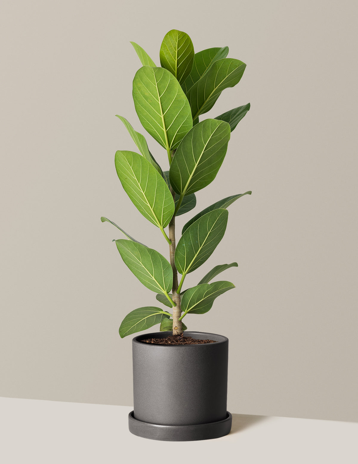 Ficus Audrey Tree