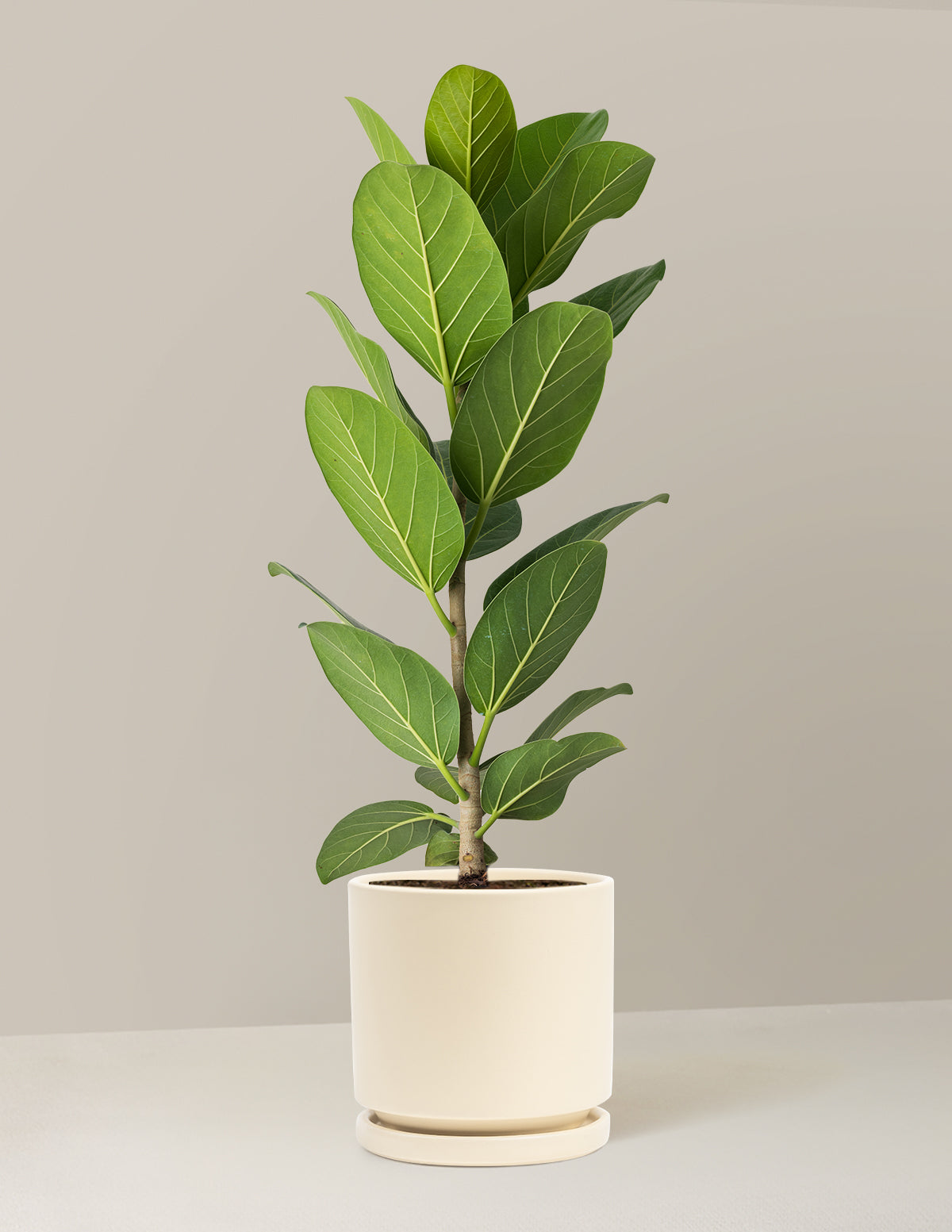 Ficus Audrey Tree