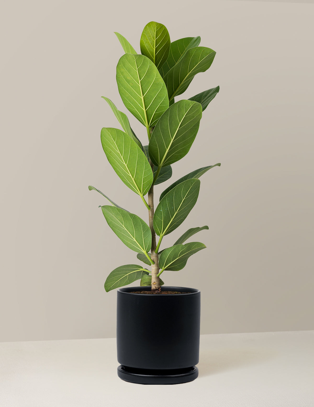 Ficus Audrey Tree