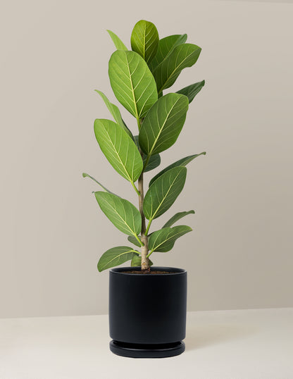 Ficus Audrey Tree