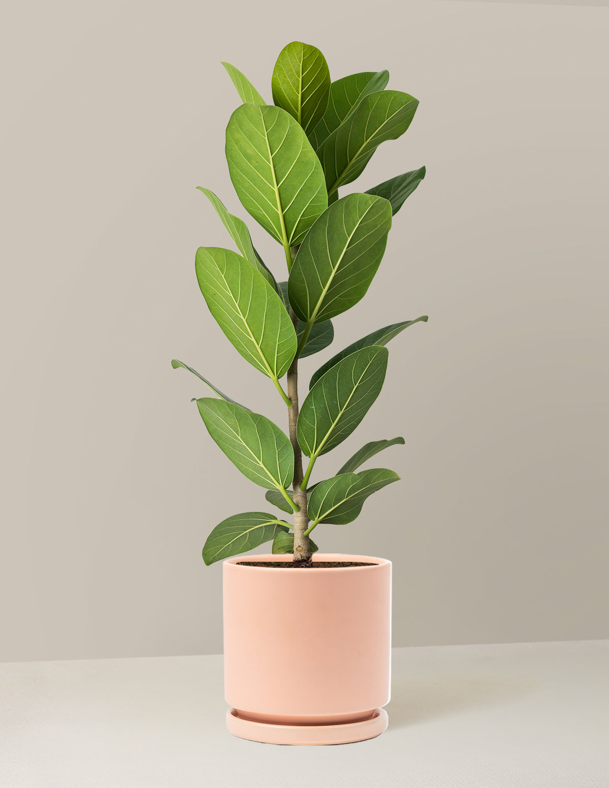 Ficus Audrey Tree
