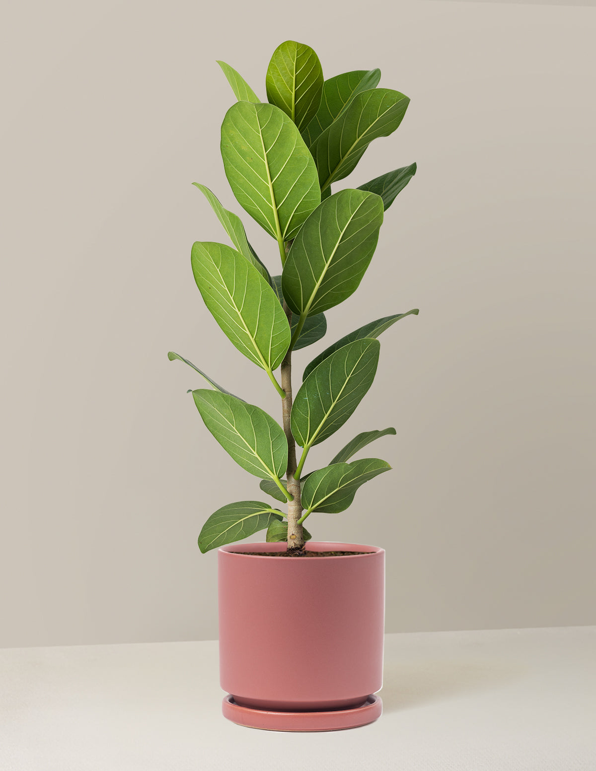 Ficus Audrey Tree