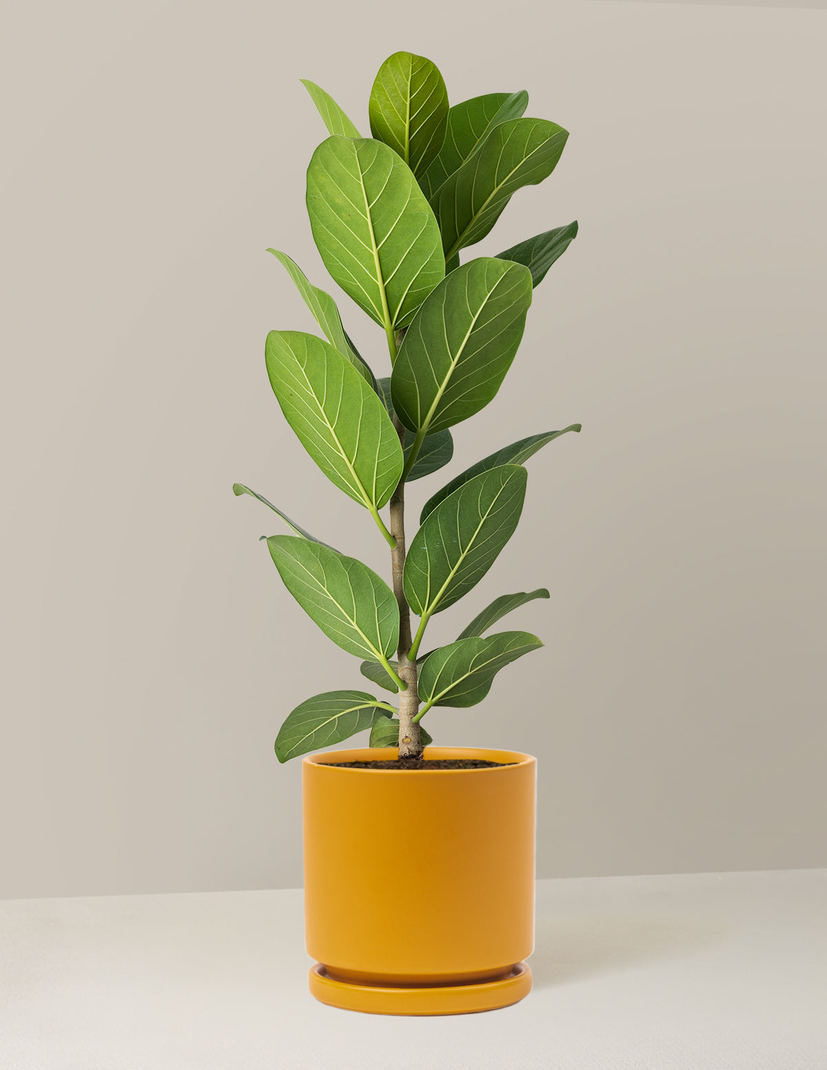 Ficus Audrey Tree