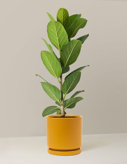 Ficus Audrey Tree