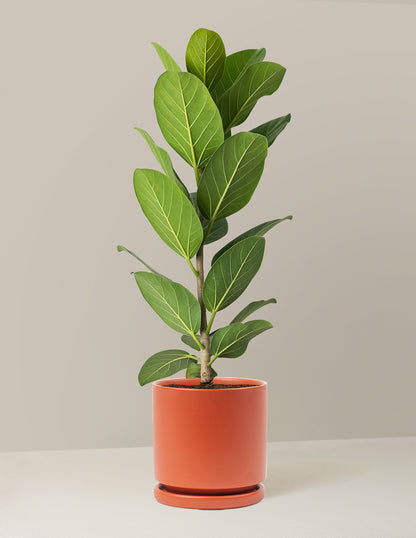 Ficus Audrey Tree