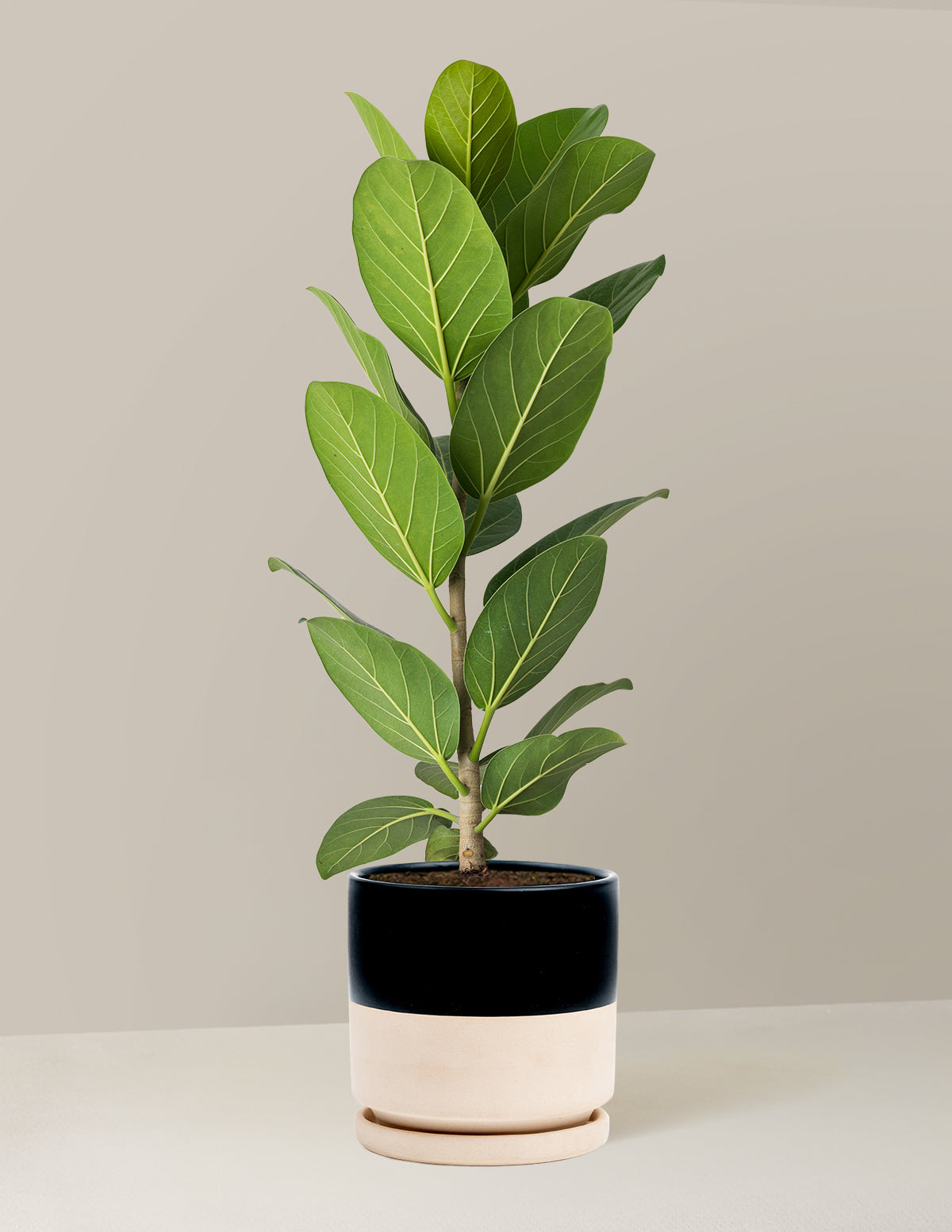 Ficus Audrey Tree