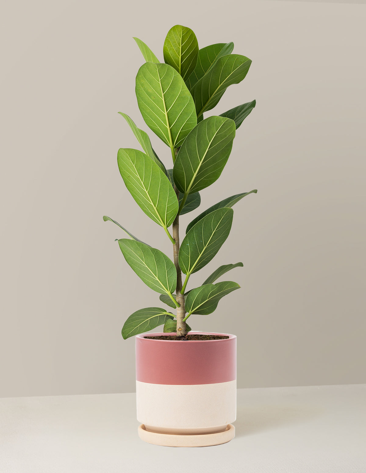 Ficus Audrey Tree
