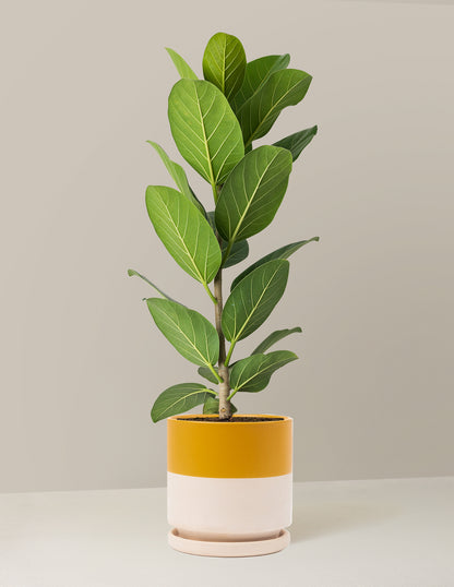 Ficus Audrey Tree