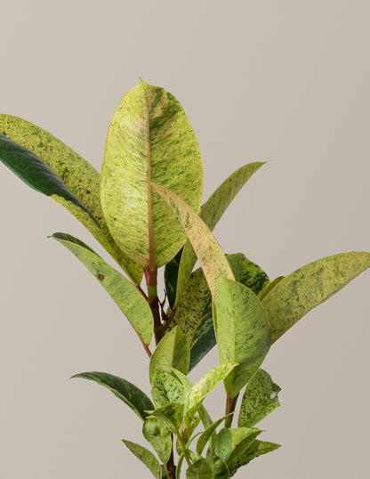 Ficus Shivereana