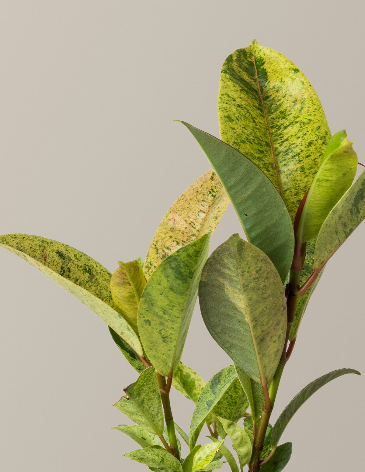 Ficus Shivereana