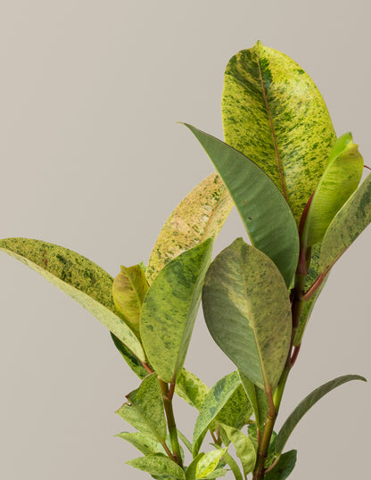 Ficus Shivereana