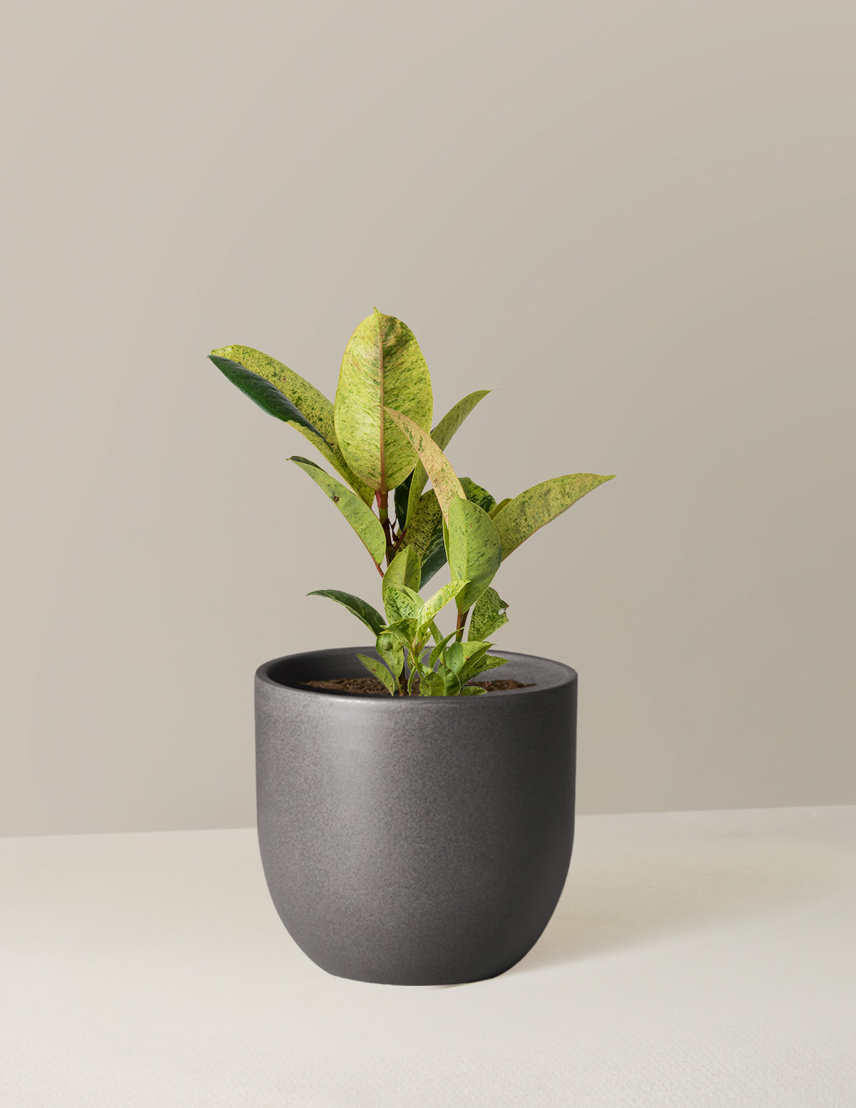 Ficus Shivereana
