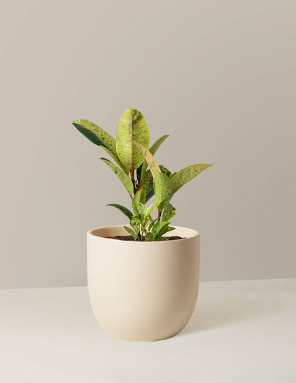Ficus Shivereana