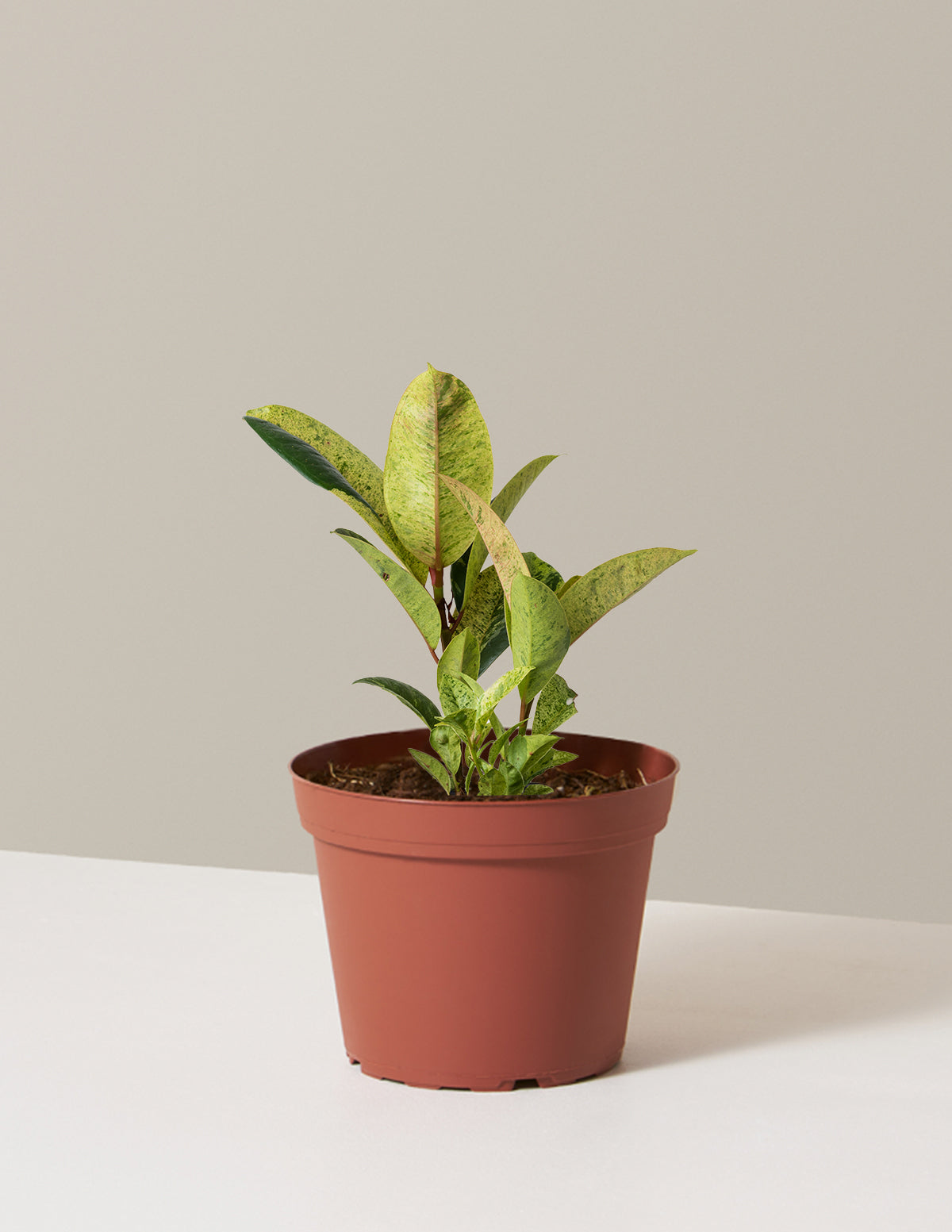 Ficus Shivereana
