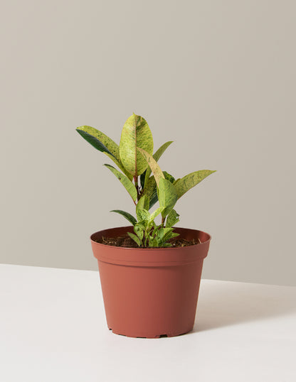 Ficus Shivereana