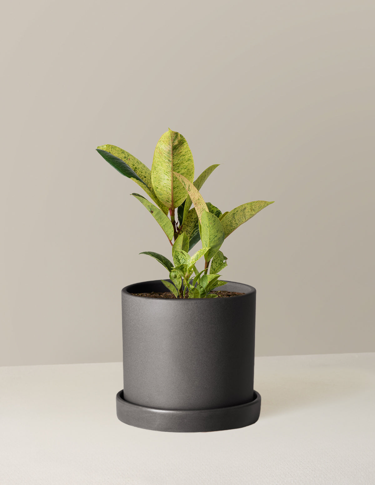 Ficus Shivereana