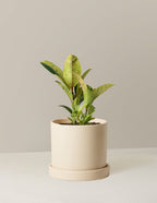 bundle | Medium | Hyde | Cream