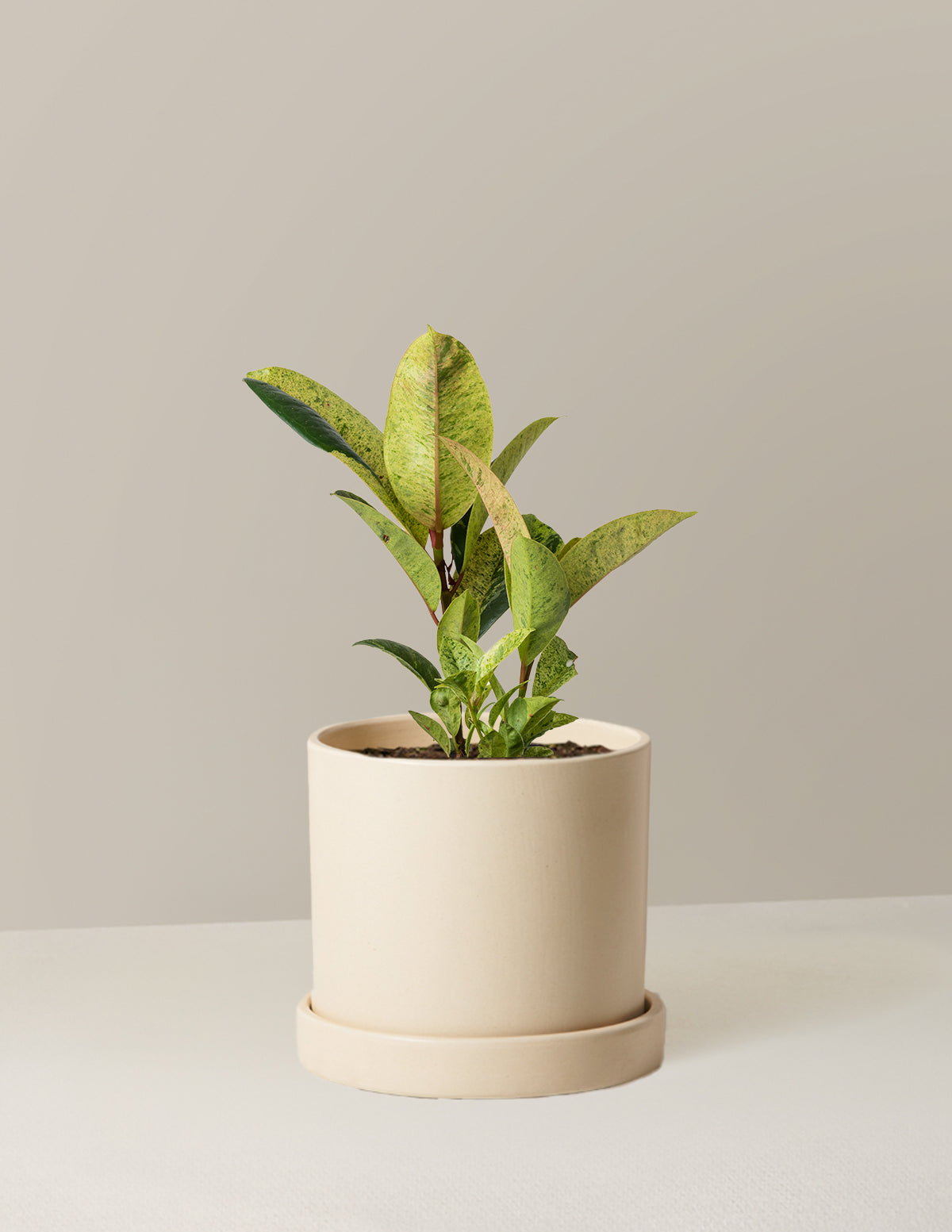 Ficus Shivereana