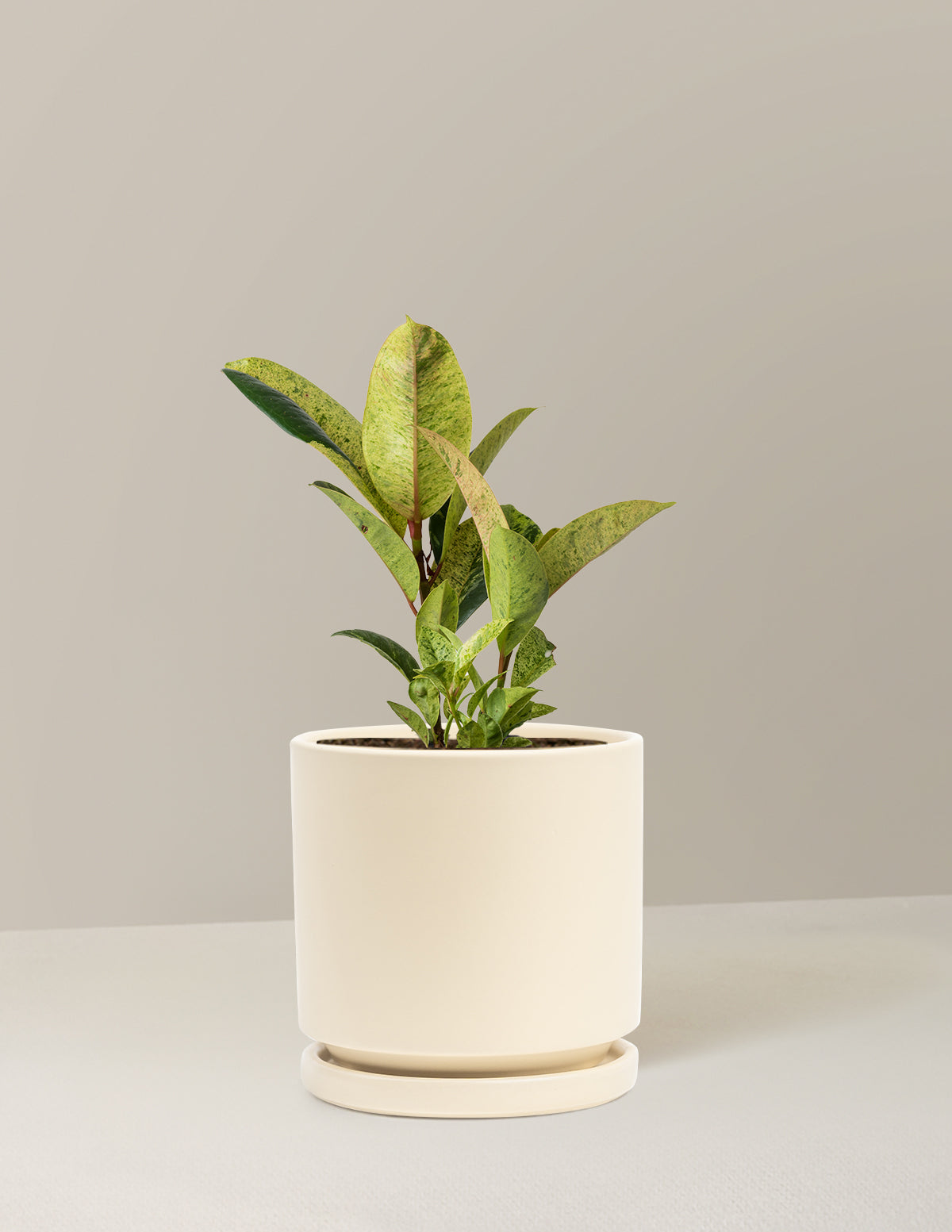 Ficus Shivereana
