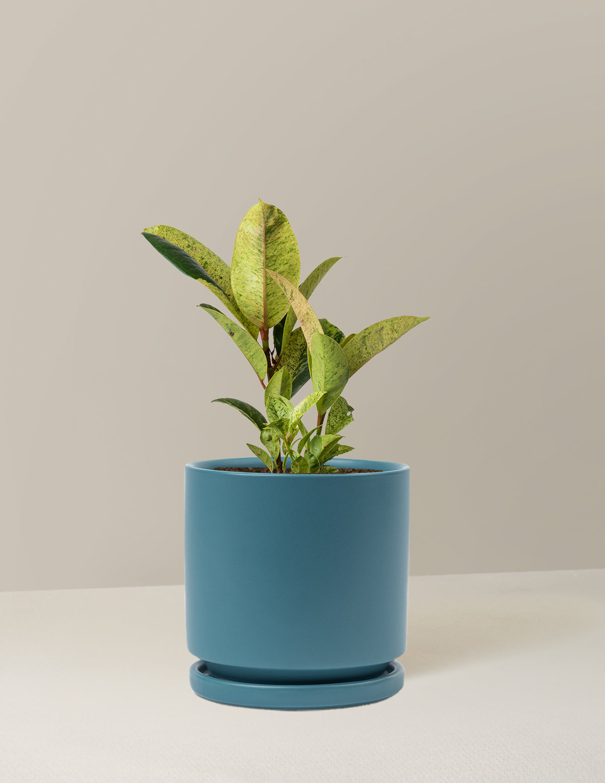 Ficus Shivereana
