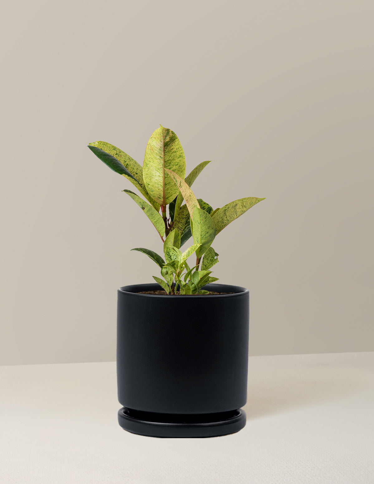 Ficus Shivereana