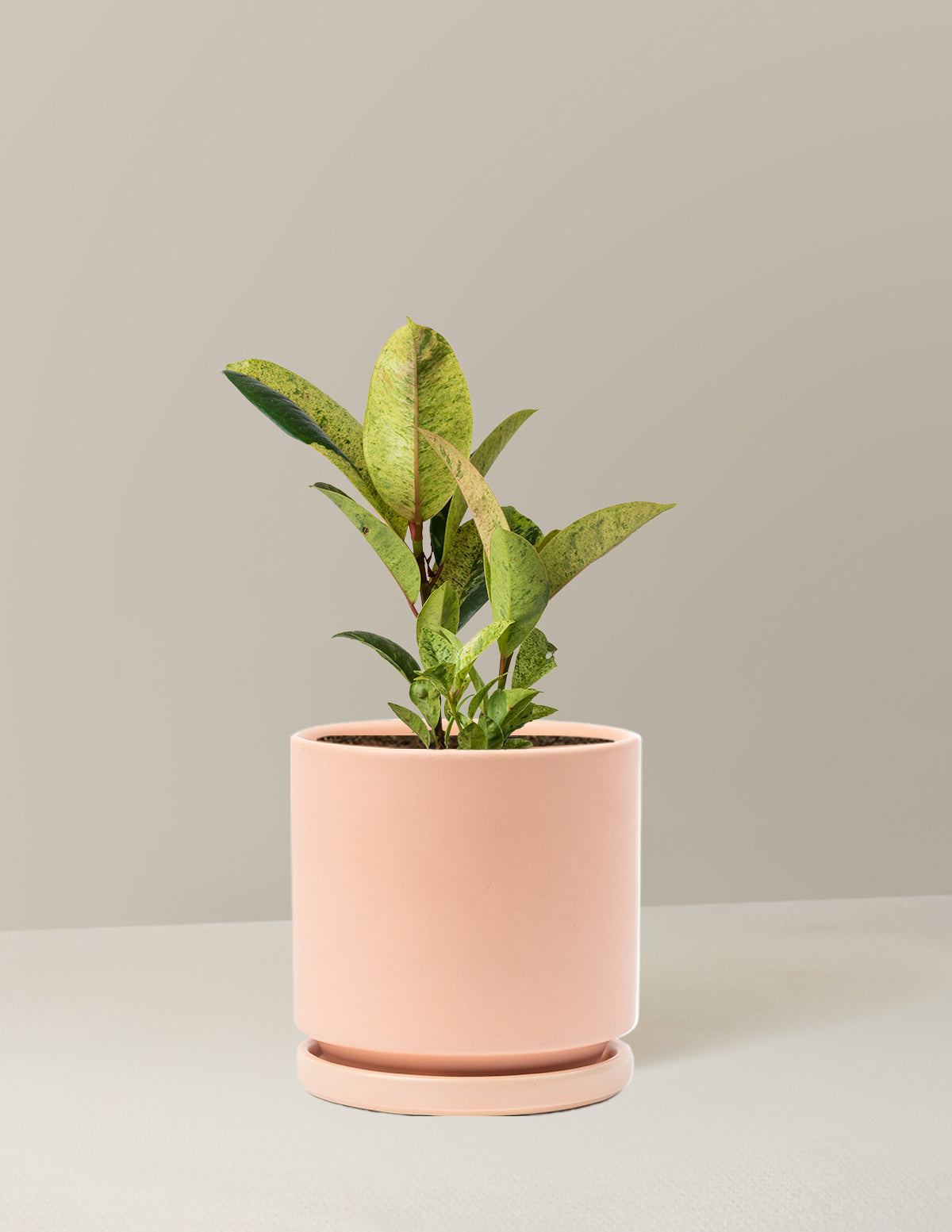 Ficus Shivereana