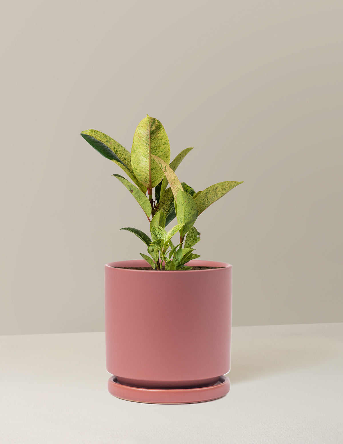 Ficus Shivereana