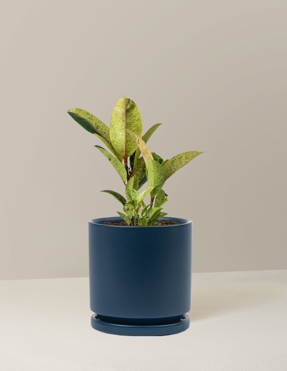 Ficus Shivereana
