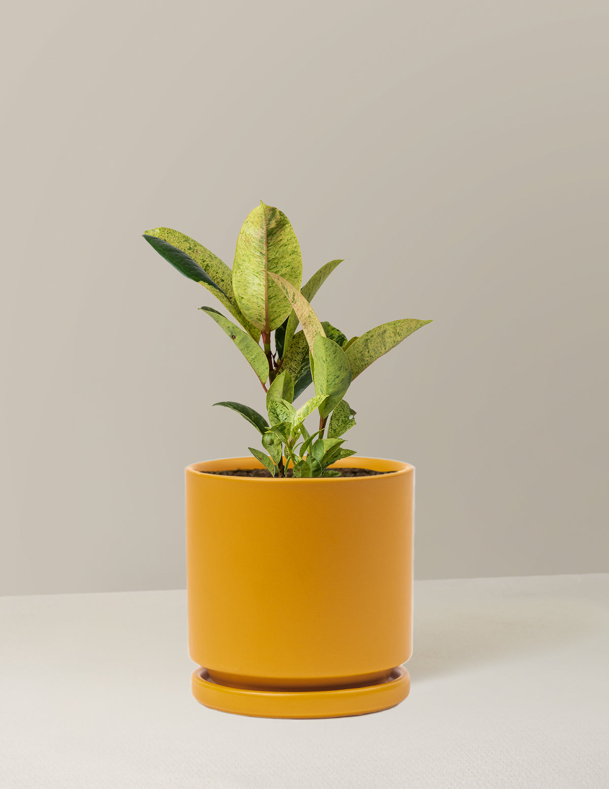 Ficus Shivereana