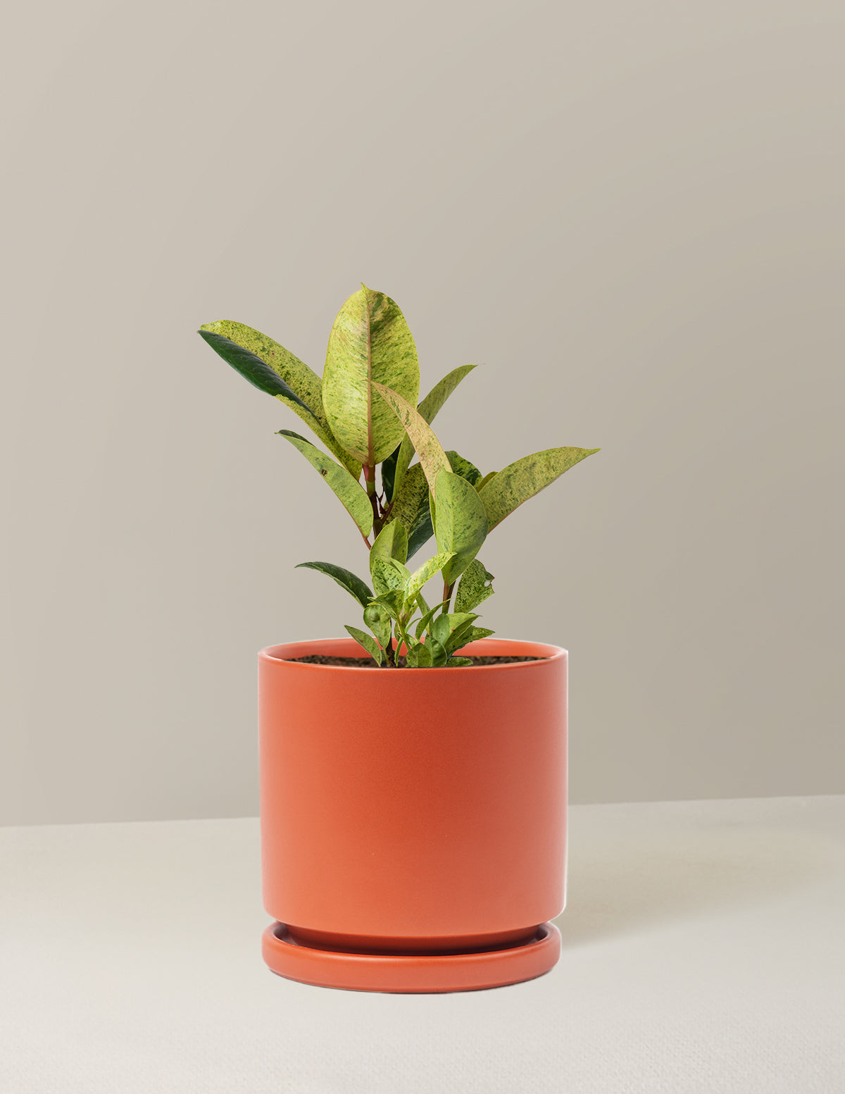 Ficus Shivereana