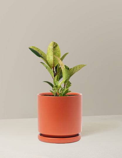 Ficus Shivereana