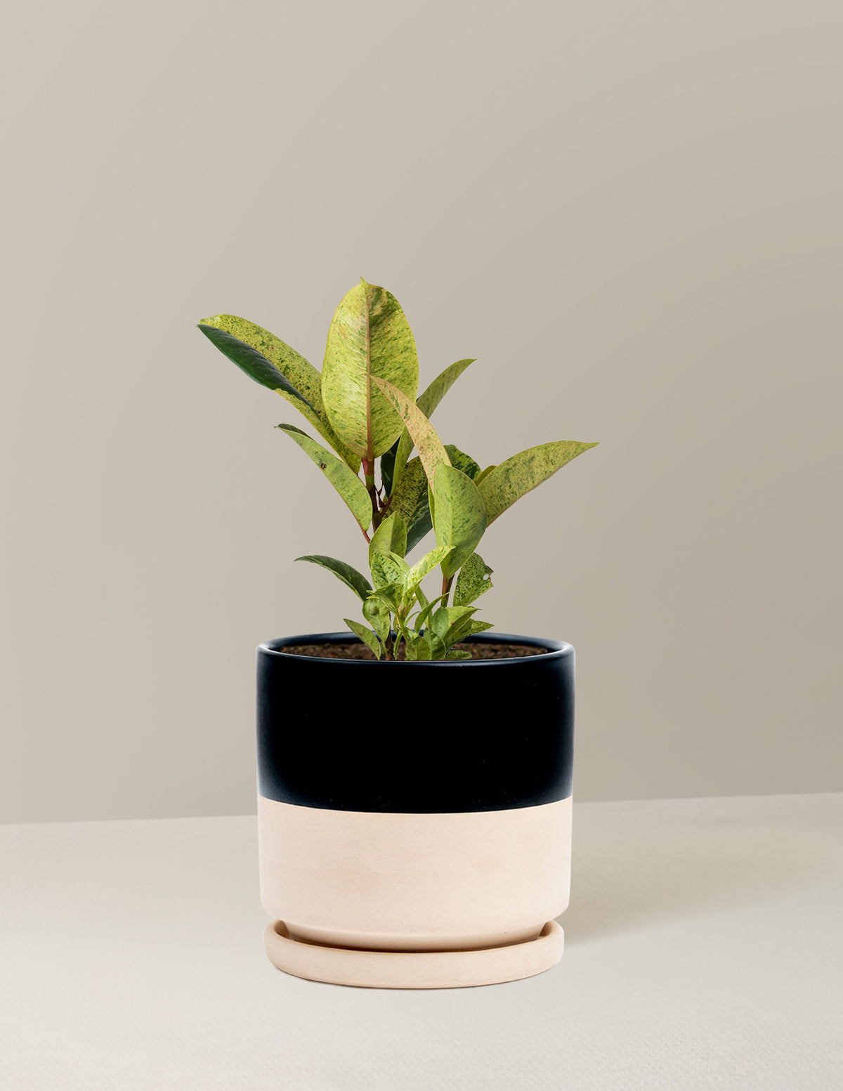 Ficus Shivereana