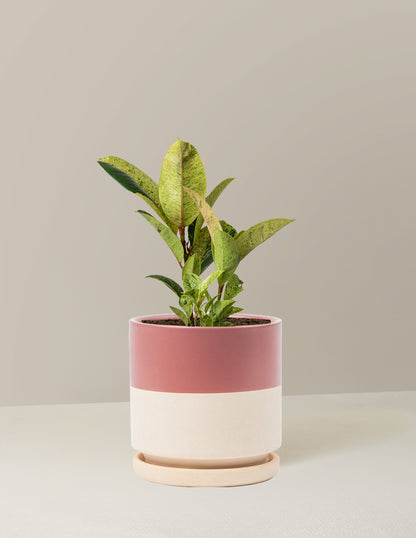 Ficus Shivereana