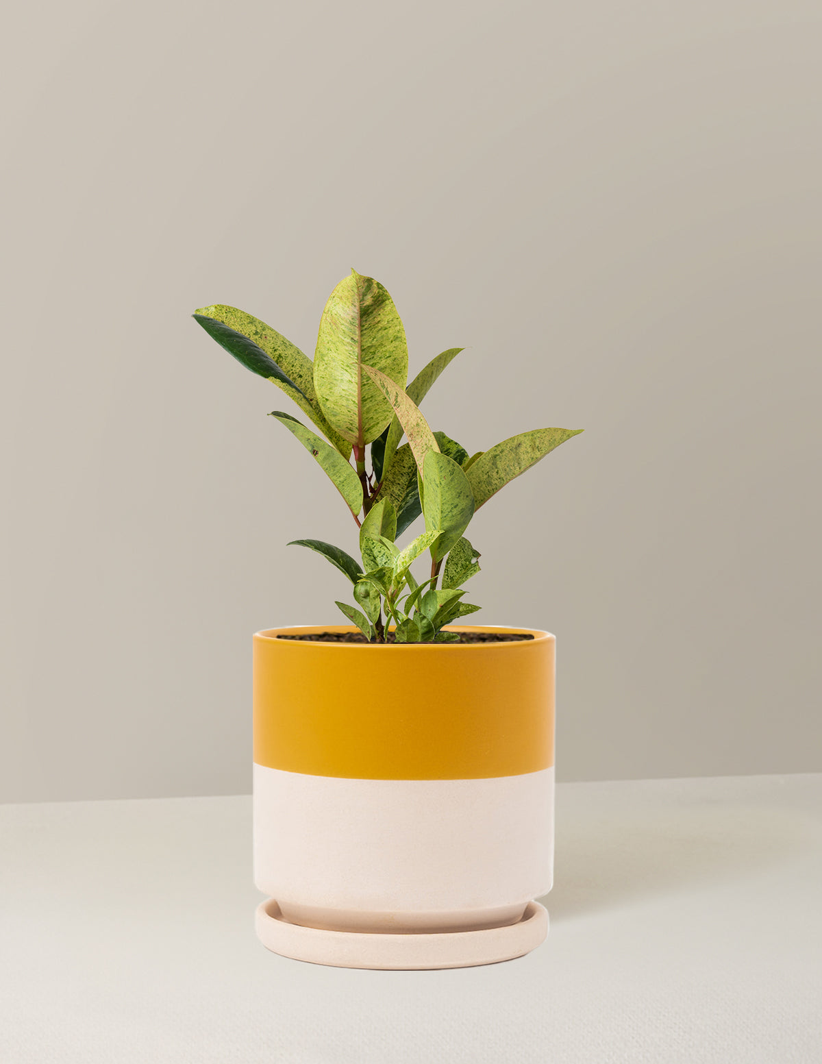 Ficus Shivereana