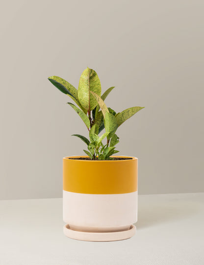 Ficus Shivereana