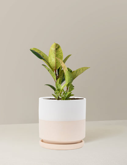 Ficus Shivereana