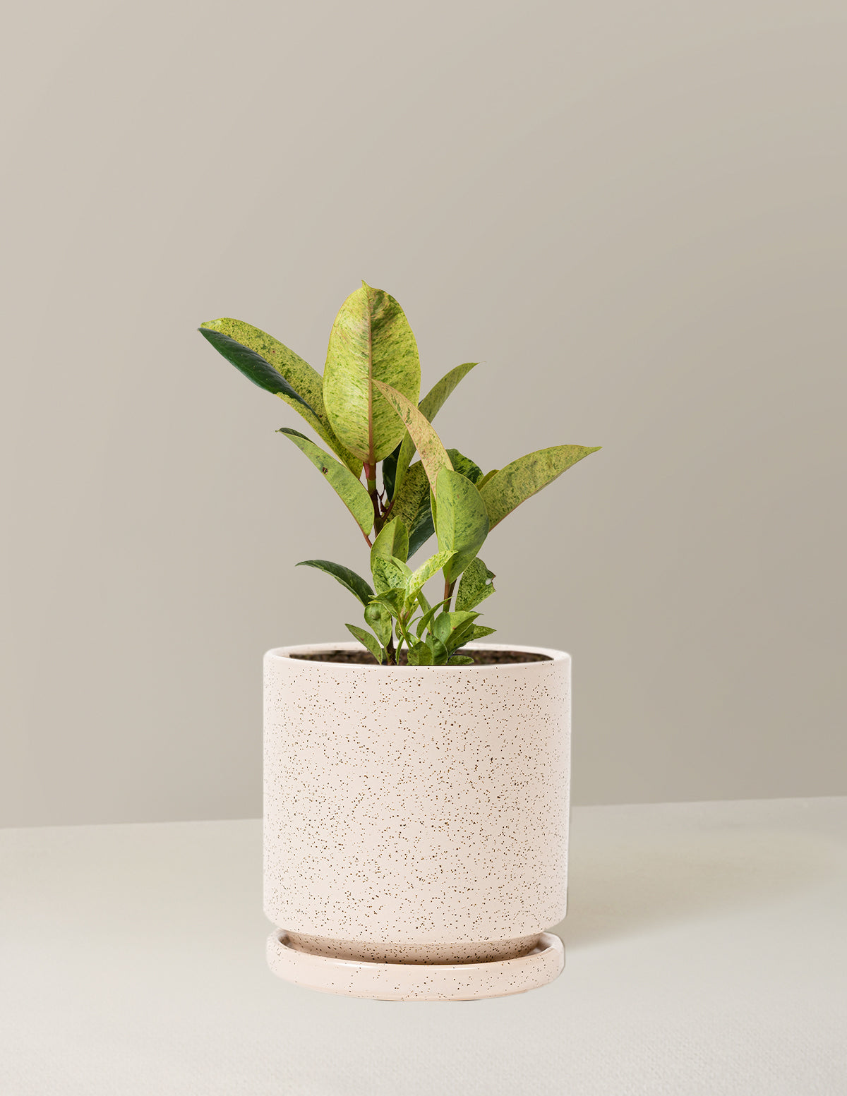 Ficus Shivereana