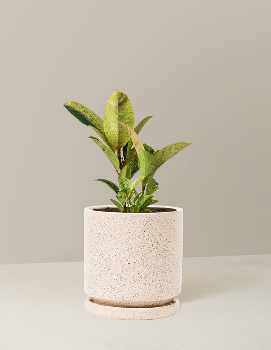 Ficus Shivereana