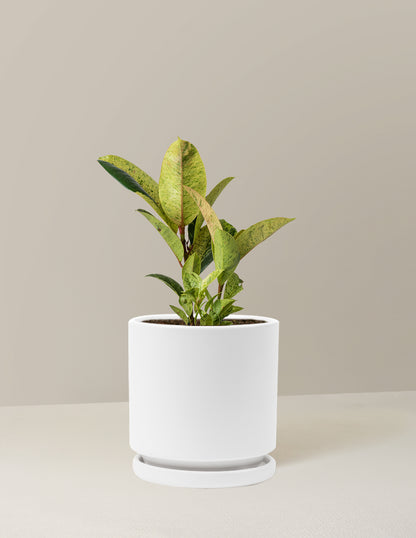 Ficus Shivereana