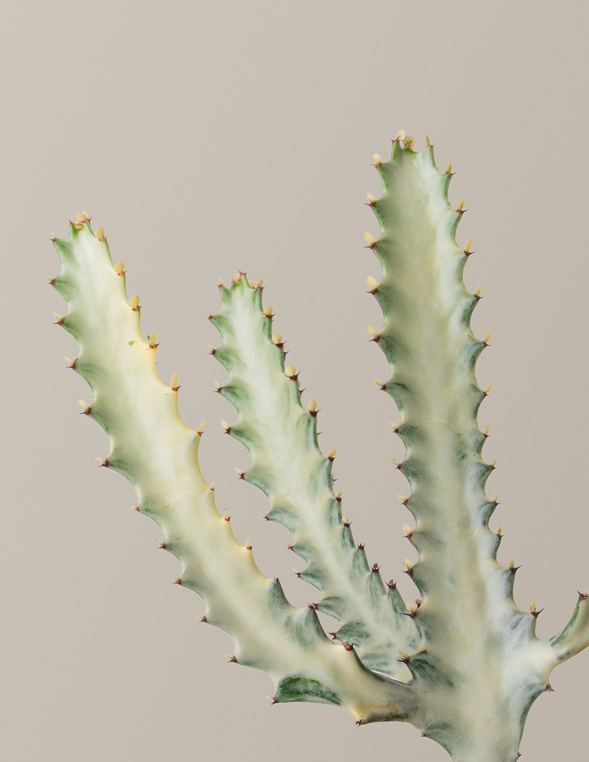Ghost Cactus