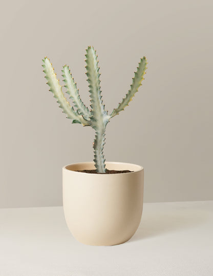 Ghost Cactus