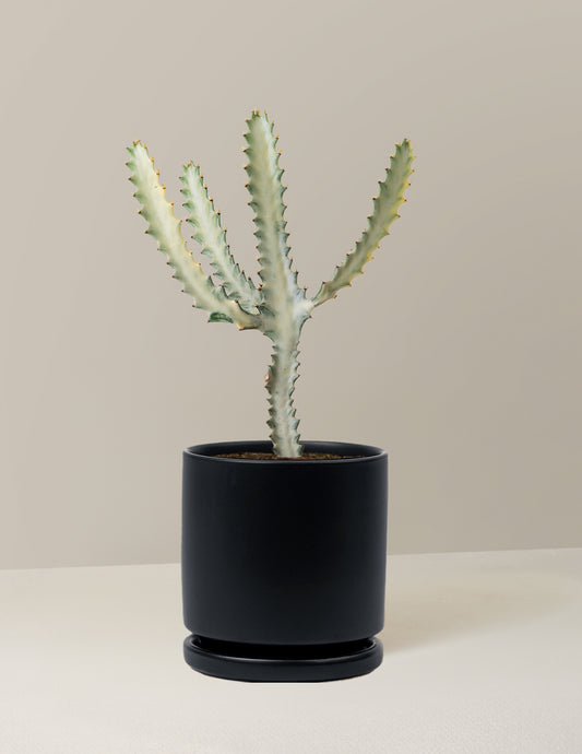 Euphorbia White Ghost