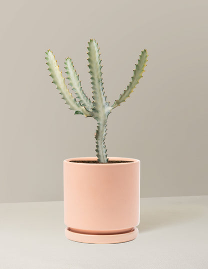 Ghost Cactus
