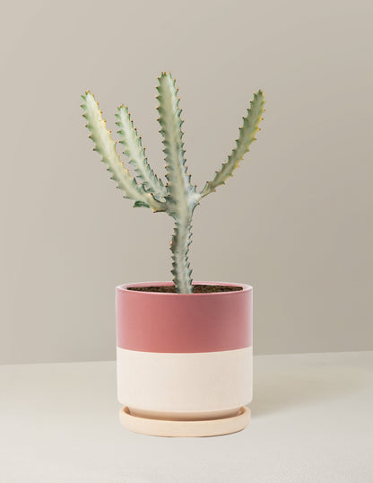 Ghost Cactus