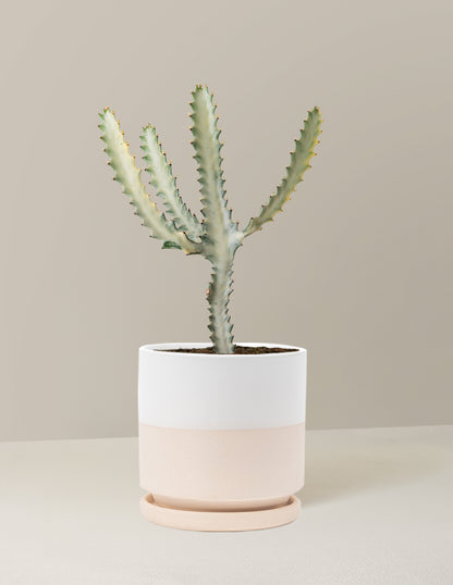 Ghost Cactus