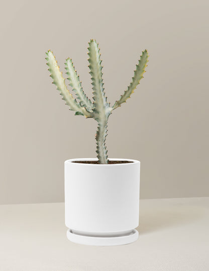 Ghost Cactus